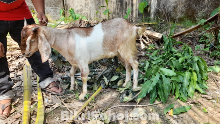 বড় সাইজের খাসি